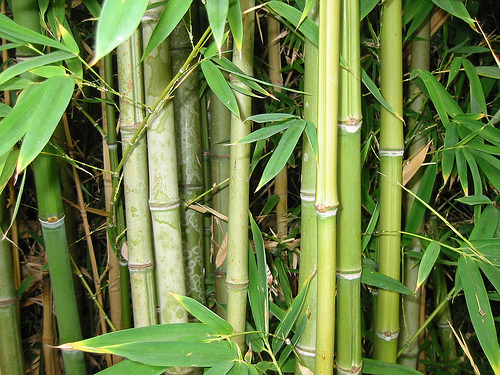 Il bamboo la fibra delle t-shirt del futuro