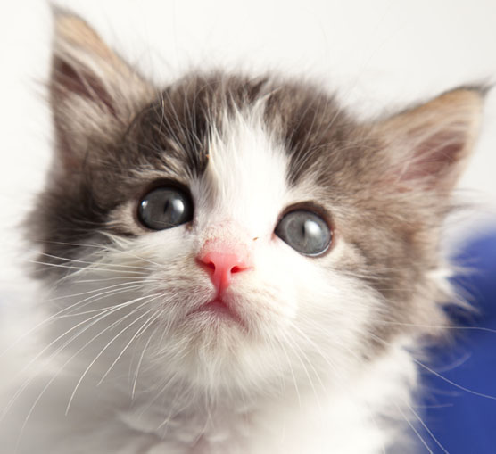 Stonefly sceglie un gattino come testimonial dell’adv a/i 2013