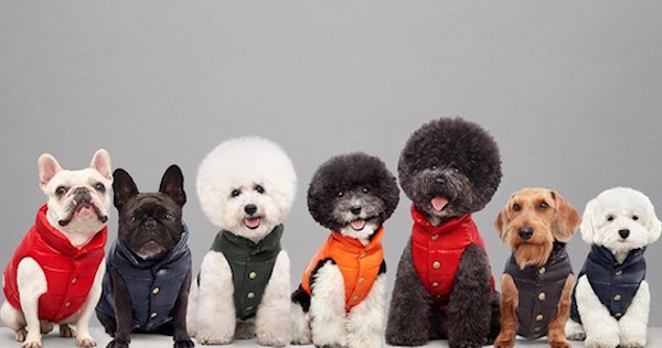 Moncler&Poldo Dog Couture, la capsule collection di piumini per cani